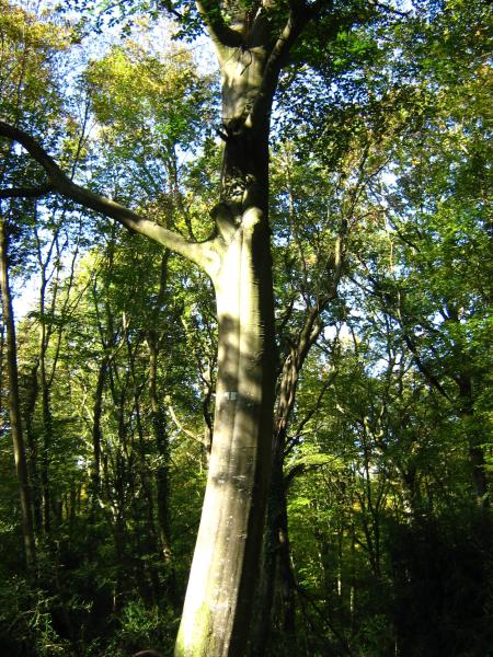 fayard-des-boissieres