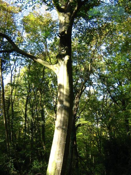 fayard-des-boissieres