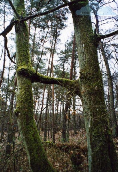 les-arbres-maries